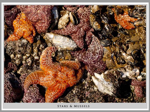 Starfish and Mussels off the Oregon coast.